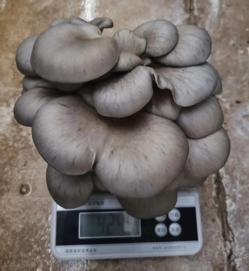 黑平菇哪个品种产量最高？-图2