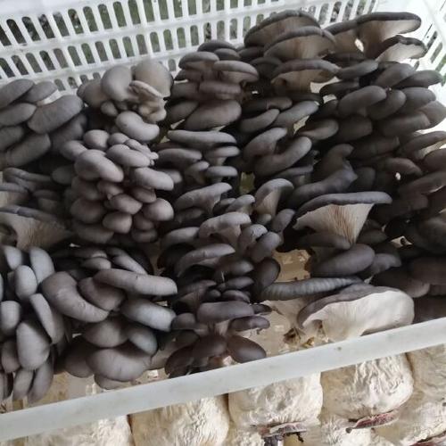 黑平菇哪个品种产量最高？-图3