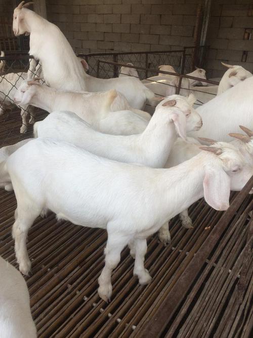 奶羊品种哪个产奶量最高？-图1