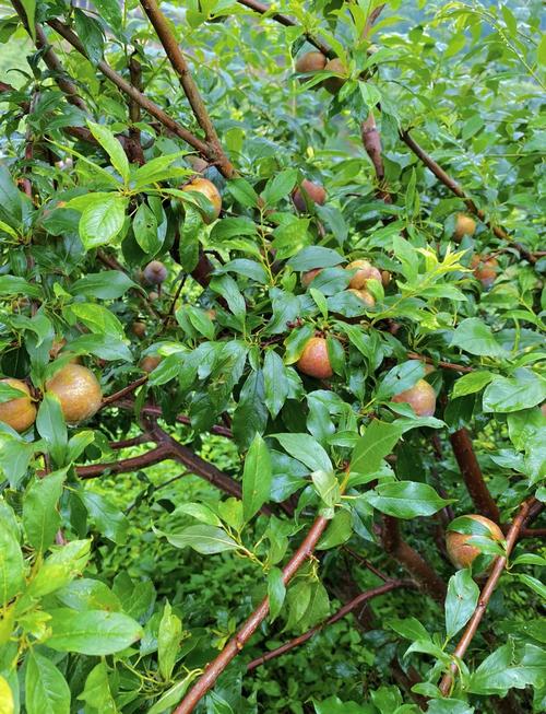 广西三华李品种特性与种植技术要点？-图2