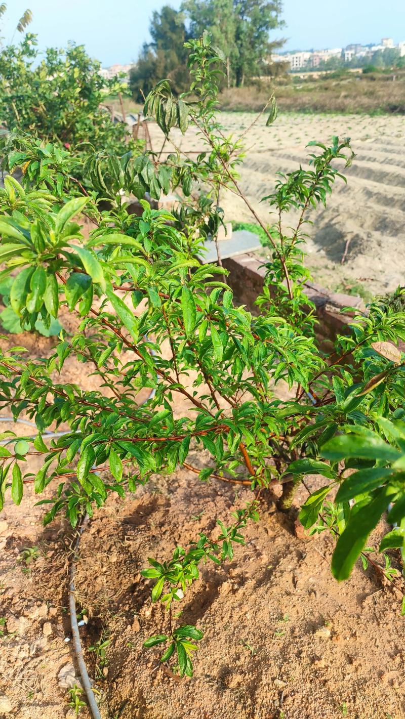 广西三华李品种特性与种植技术要点？-图3