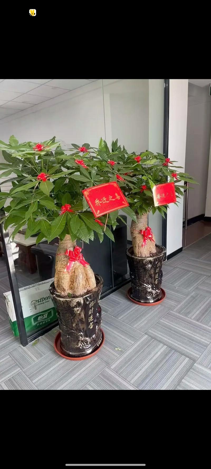 发财树常见品种有哪些？-图2