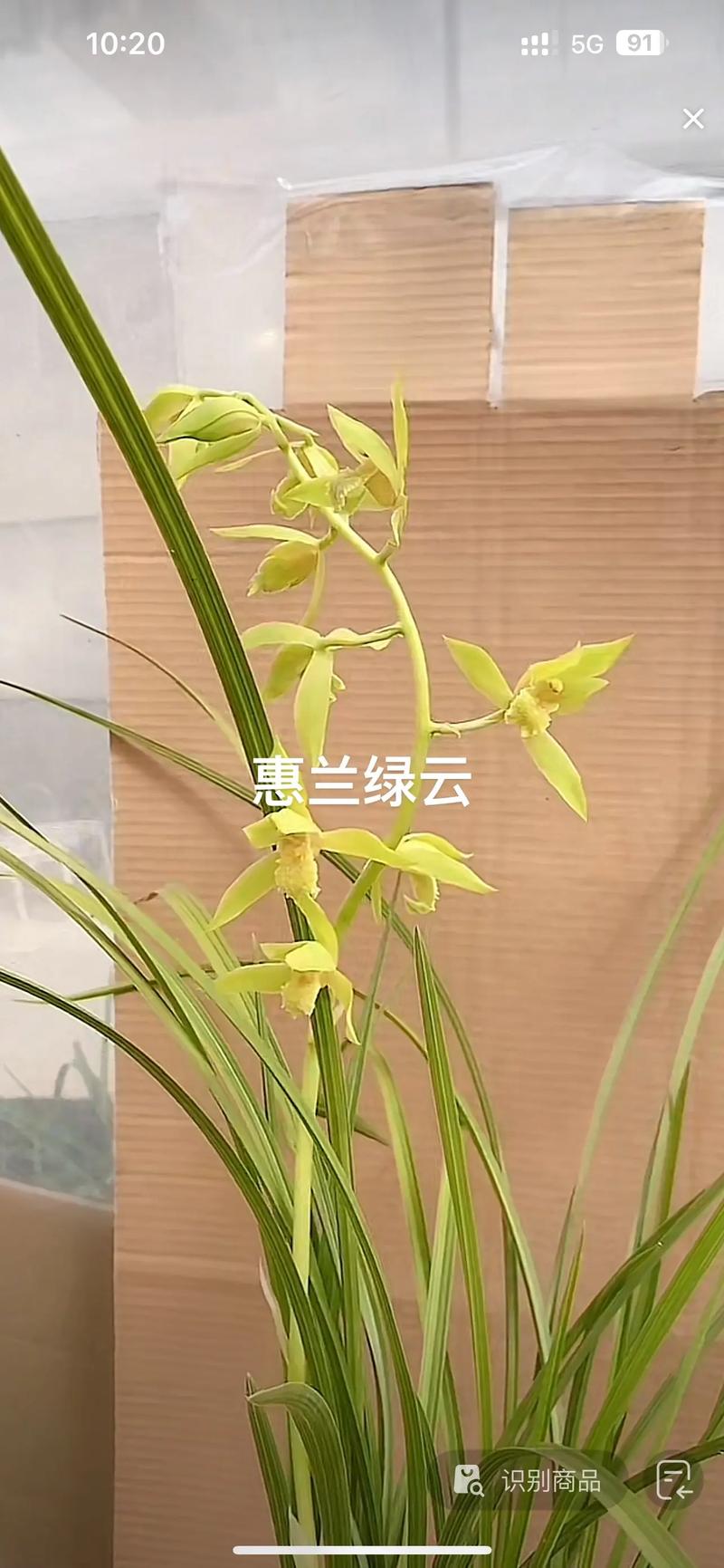 惠兰好品种有哪些？-图1