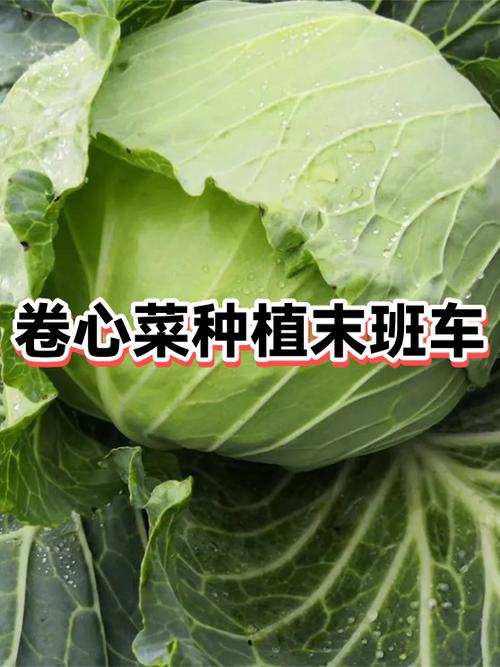 卷心菜种植技术视频有哪些要点？-图1