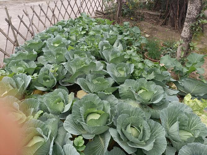 卷心菜种植技术视频有哪些要点？-图2