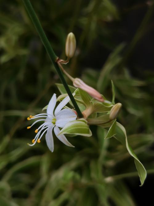 10种常见吊兰品种有哪些？-图2