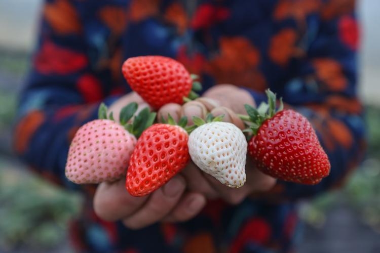 南方适合种哪些草莓品种？-图2