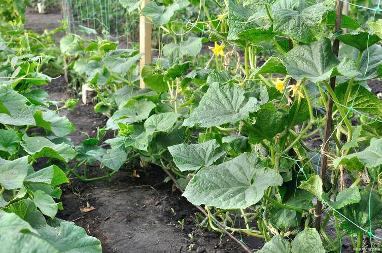 秋季露地黄瓜怎么种才高产？-图2