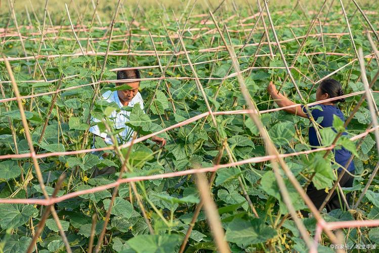 秋季露地黄瓜怎么种才高产？-图3