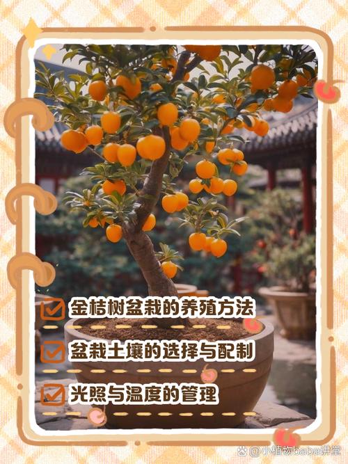 桔子树种植技术有哪些关键要点？-图3