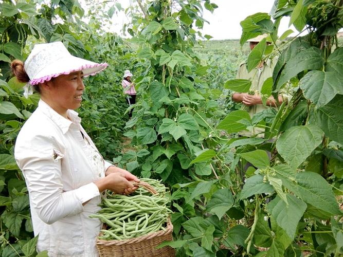 架豆王种植技术视频有哪些要点？-图2