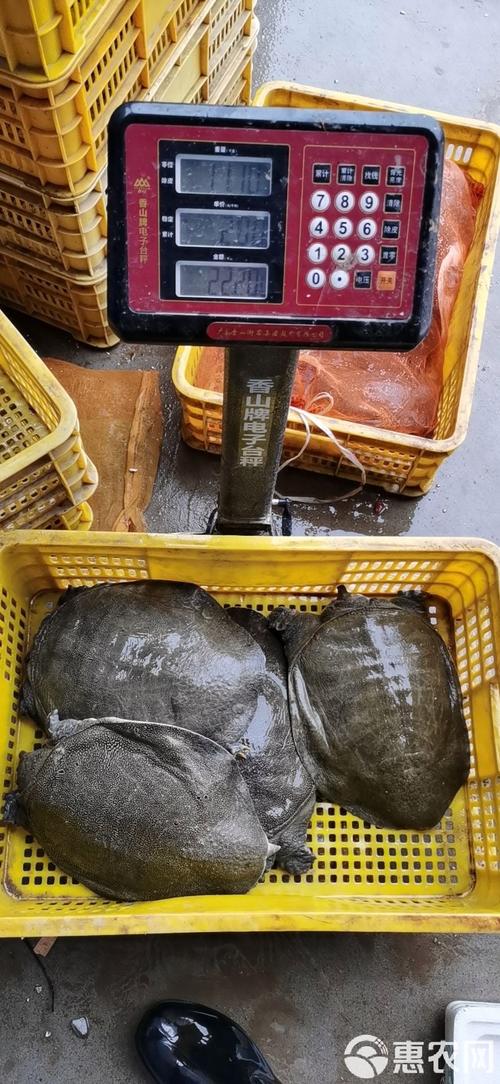 甲鱼价格多少钱一斤？-图2