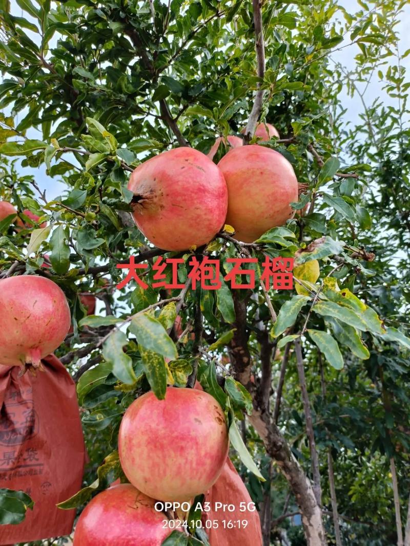 中国最出名的石榴品种是哪个？-图1