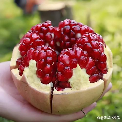 中国最出名的石榴品种是哪个？-图2