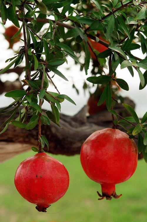 中国最出名的石榴品种是哪个？-图3