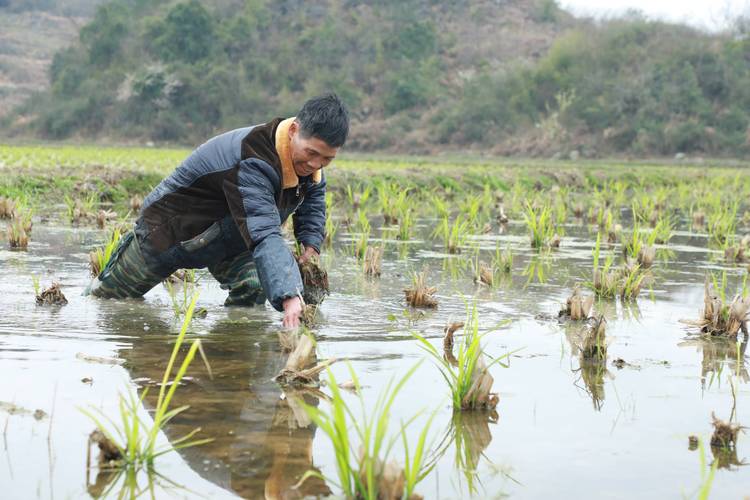 高产茭白种植技术视频-图1