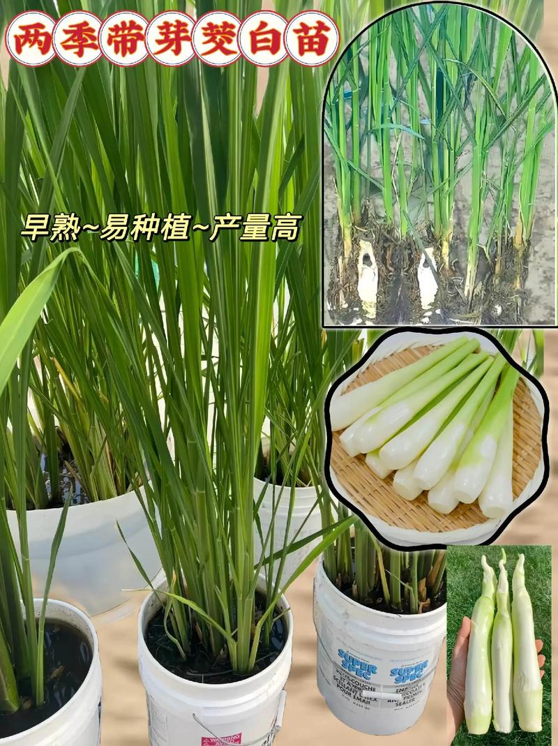 高产茭白种植技术视频-图3