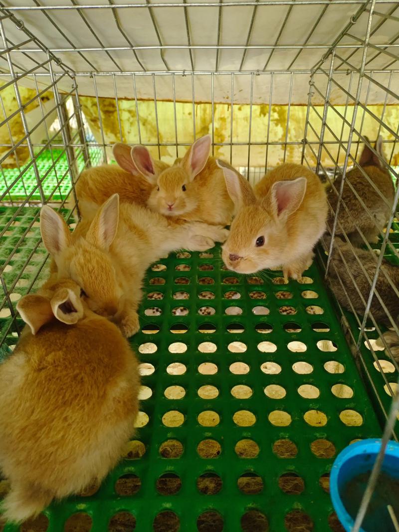 养什么品种兔子最赚钱？-图1