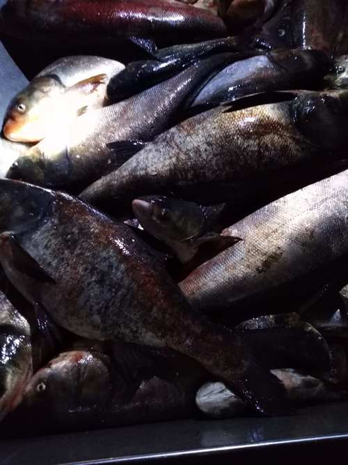 网箱灯光如何高效养殖花鲢？-图1