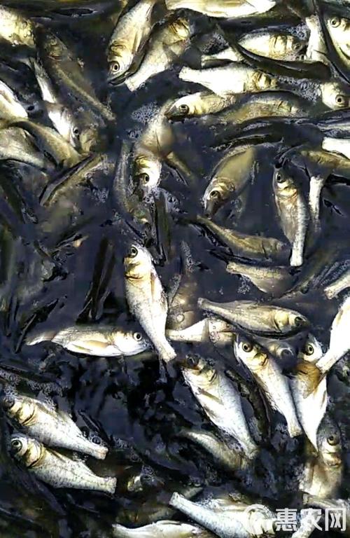 网箱灯光如何高效养殖花鲢？-图2