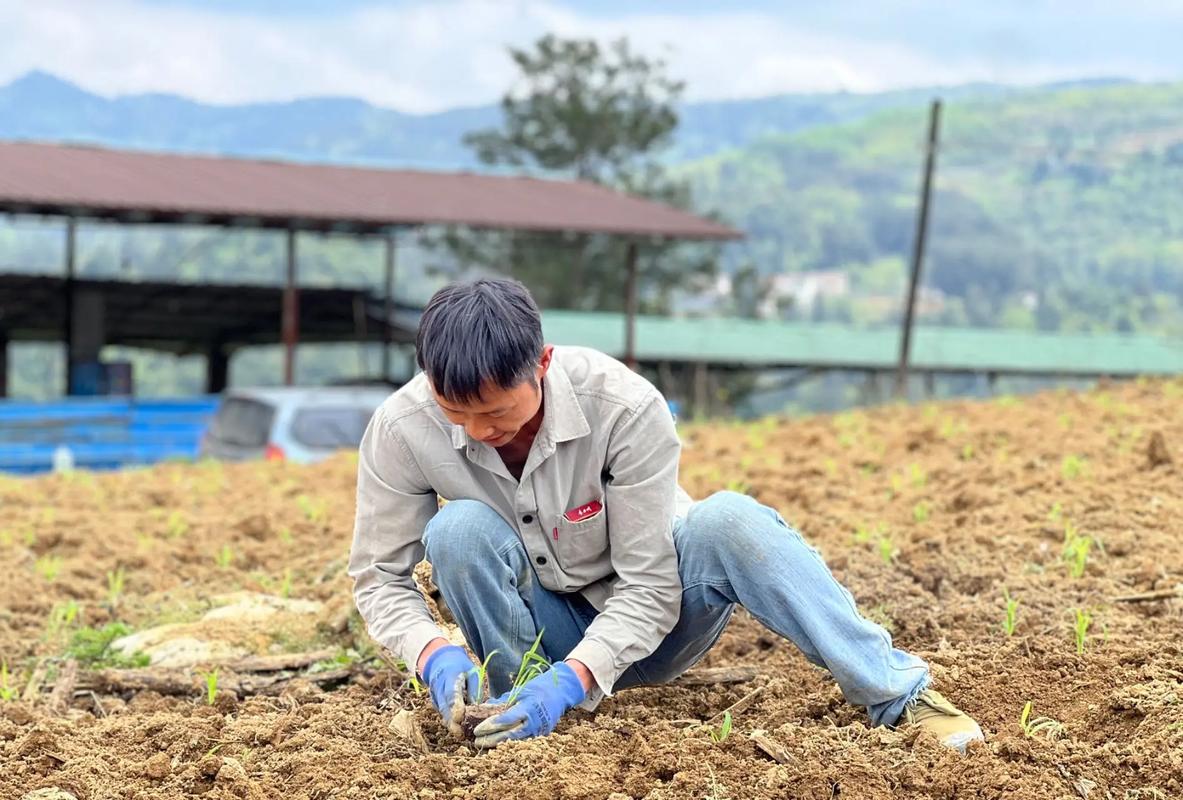 高粱玉米种植视频，关键技术有哪些？-图2