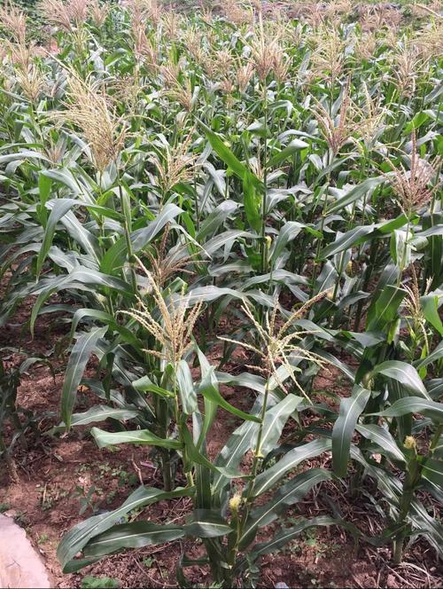 高粱玉米种植视频，关键技术有哪些？-图3