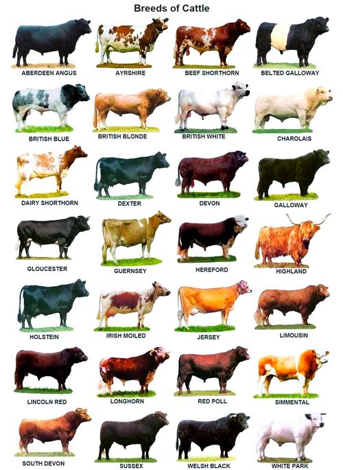 肉牛品种有哪些？看图识别全在这！-图2
