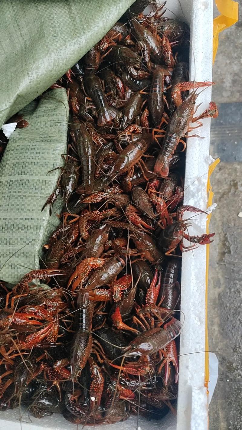 湖南小龙虾苗批发价现在多少？-图3