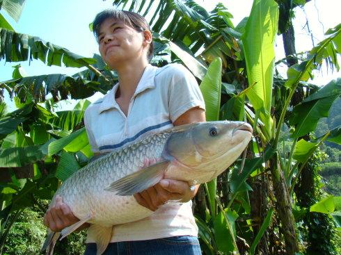 广西官垌草鱼养殖技术有何秘诀？-图3