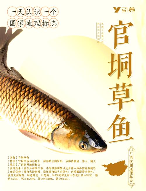 广西官垌草鱼养殖技术有何秘诀？-图2