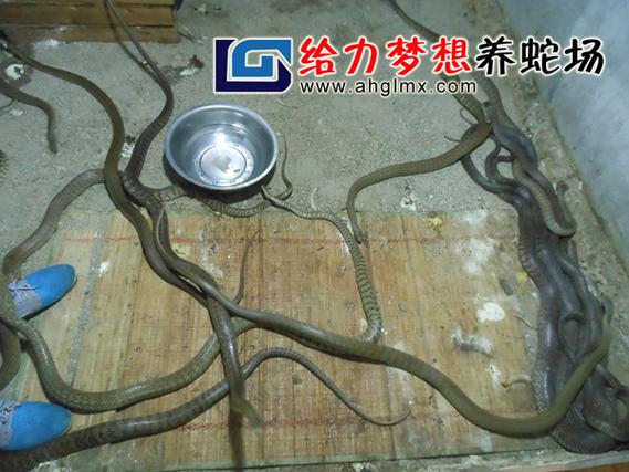 水律蛇养殖技术哪里有？-图1