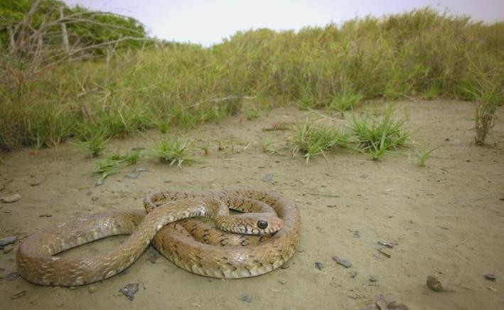 水律蛇养殖技术哪里有？-图3