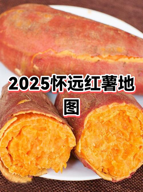 2025年红薯主推品种有哪些?-图1 2025年红薯主推品种有哪些?-图1