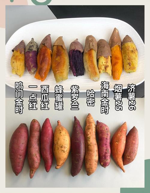 2025年红薯主推品种有哪些?-图3 2025年红薯主推品种有哪些?-图3