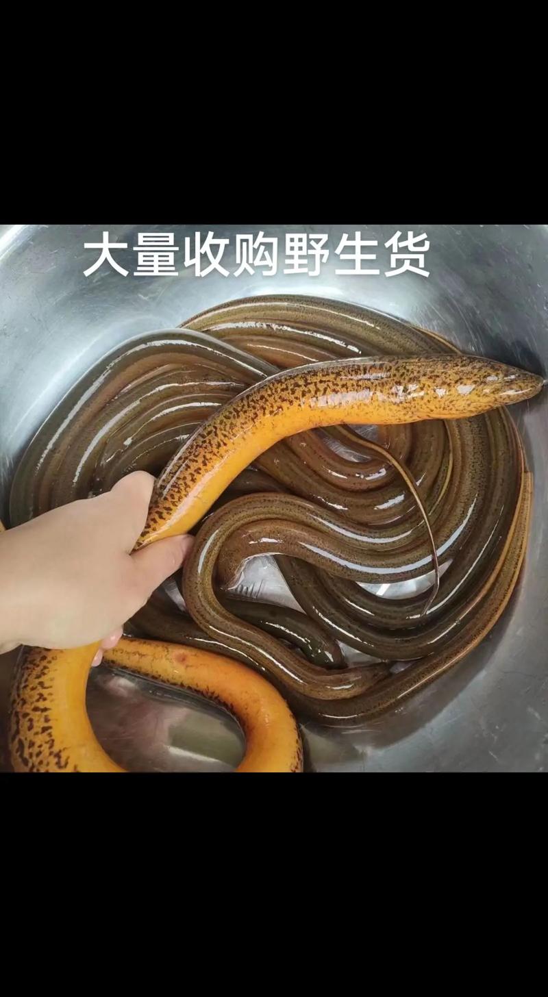 黄膳价格一斤多少？-图1