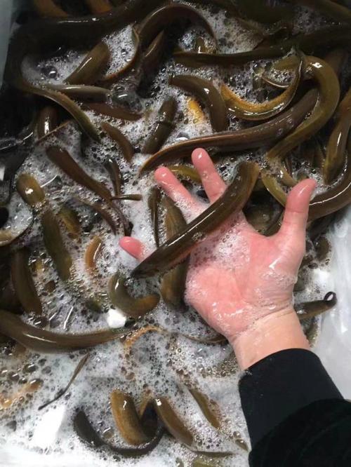 黄膳价格一斤多少？-图2