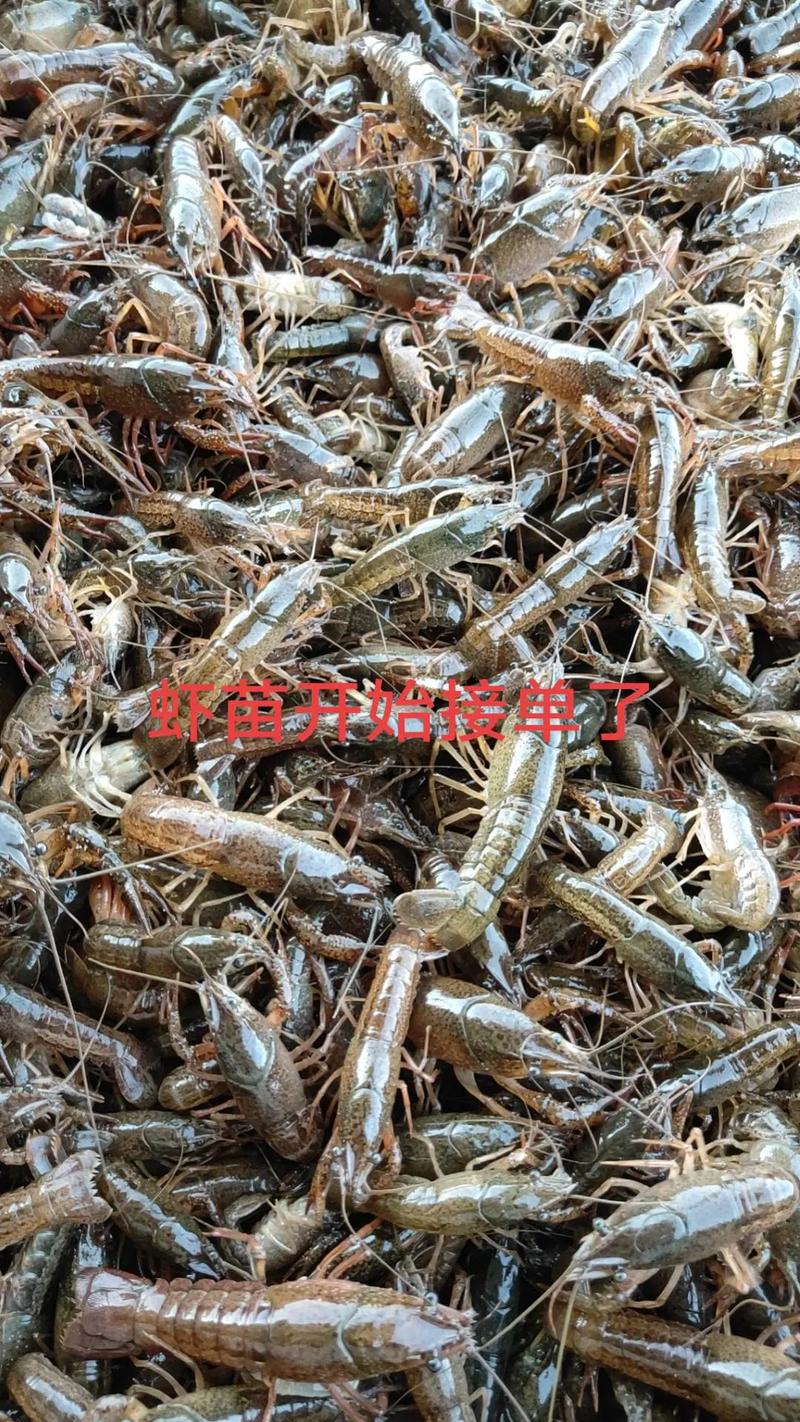 成都小龙虾苗批发价现在多少？-图2
