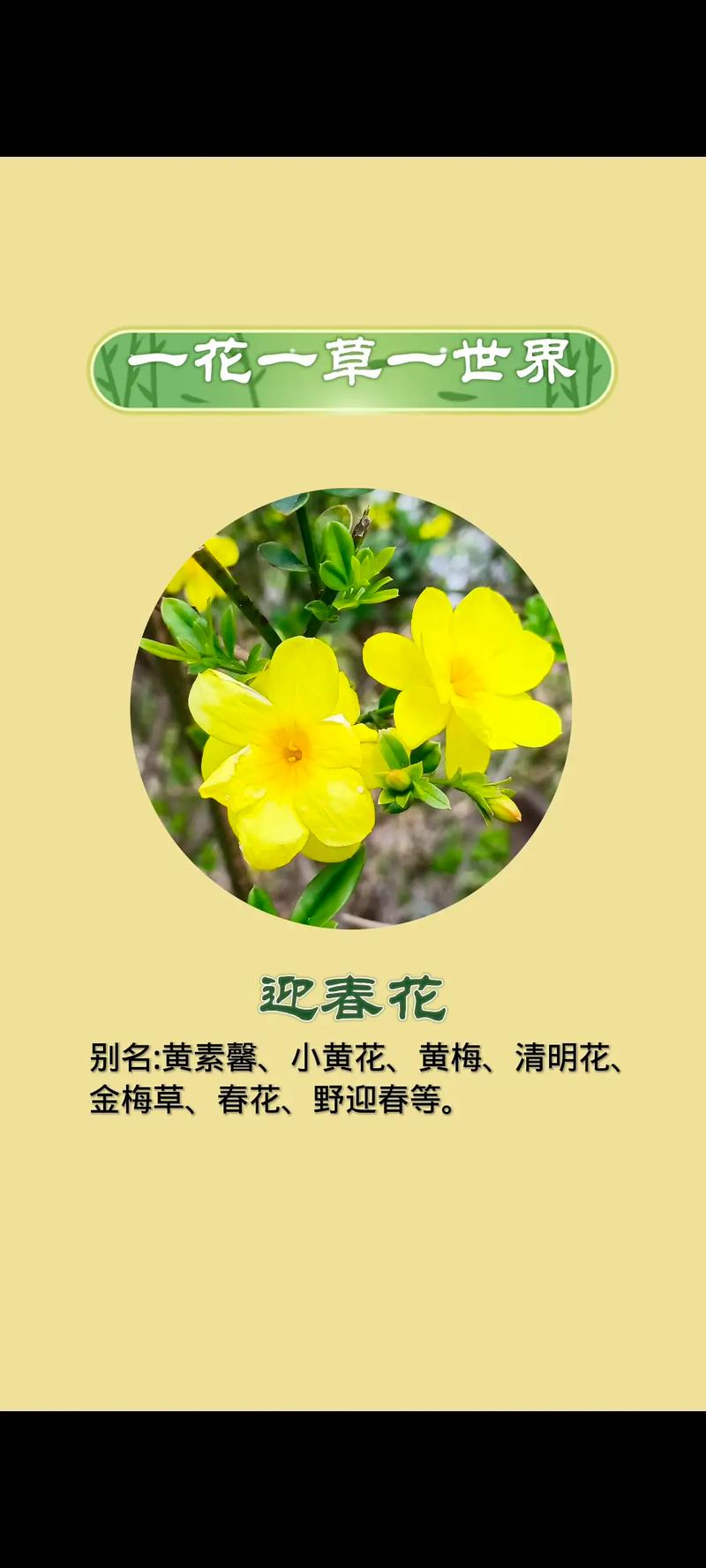 迎春花品种如何快速辨别?-图1 迎春花品种如何快速辨别?-图1