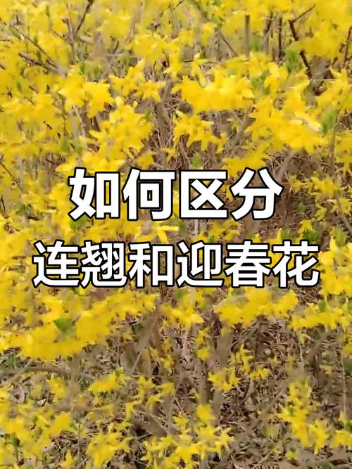 迎春花品种如何快速辨别?-图3 迎春花品种如何快速辨别?-图3