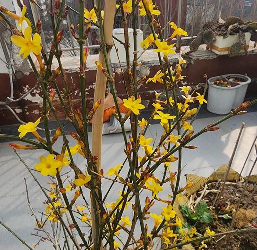 迎春花品种如何快速辨别?-图2 迎春花品种如何快速辨别?-图2