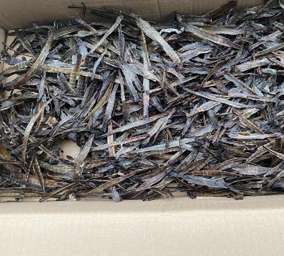 青蚯蚓价格多少钱一斤？-图2