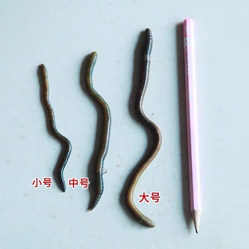 青蚯蚓价格多少钱一斤？-图3