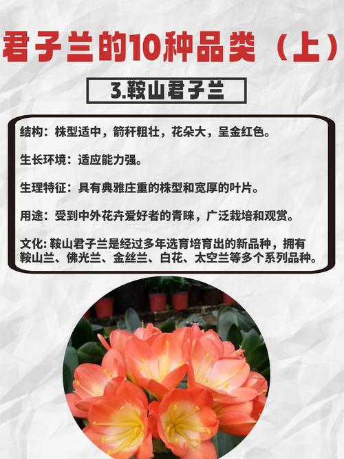 君子兰品种如何区分？-图1