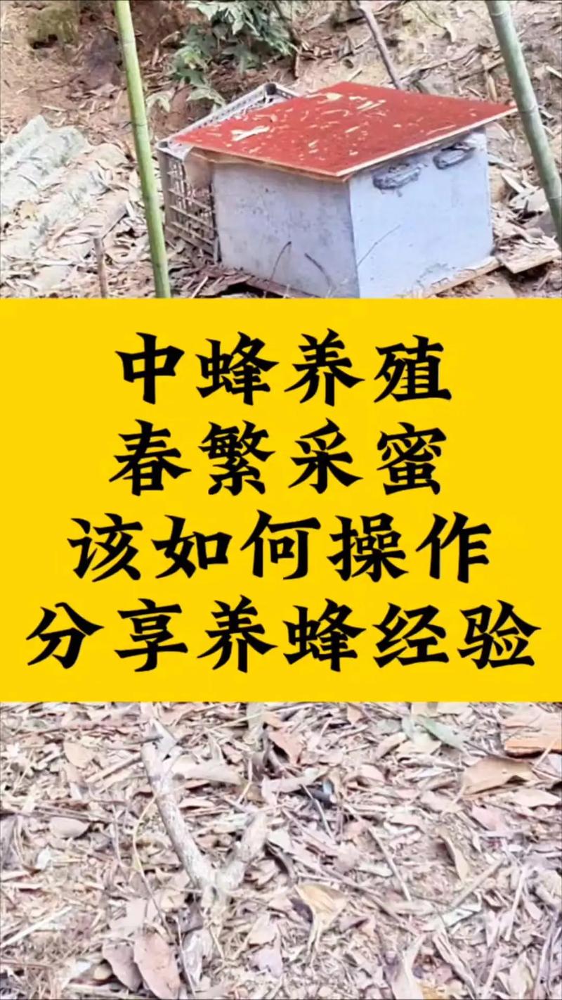 春季春繁如何实现养蜂高产？-图1
