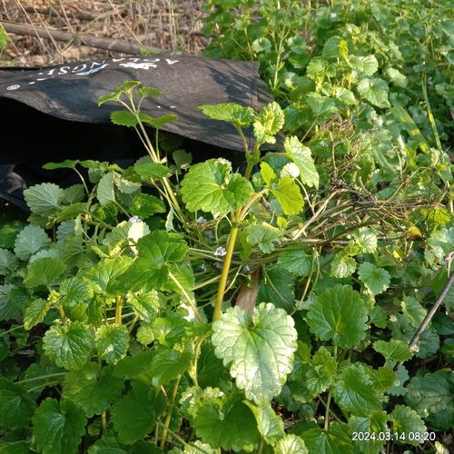 鲜薄荷一斤多少钱？-图2