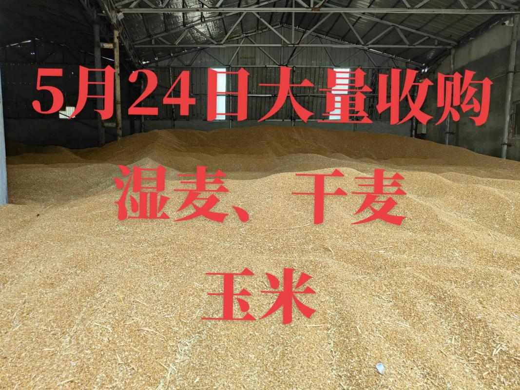 今年河南小麦收购价多少？-图1