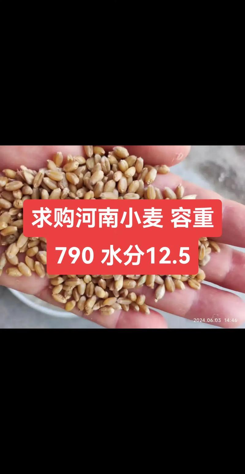 今年河南小麦收购价多少？-图2