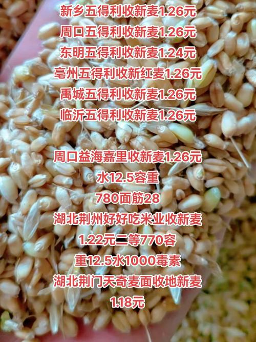 今年河南小麦收购价多少？-图3