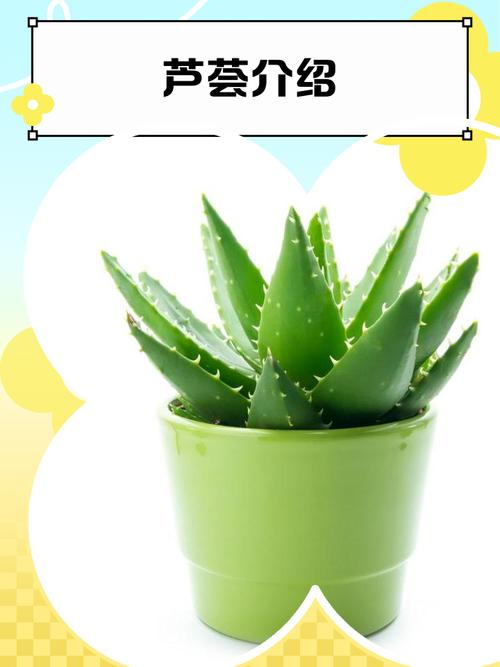 哪些芦荟有毒？附品种与图片辨别。-图1