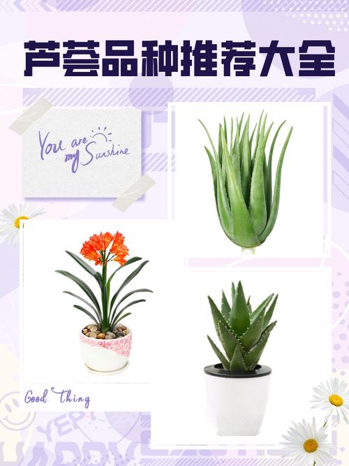 哪些芦荟有毒？附品种与图片辨别。-图2